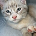 Chat perdu à Quéven 56530 : Yuki, Chat de gouttière