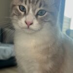 Chat perdu à Quéven 56530 : Yuki, Chat de gouttière