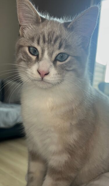 Chat perdu à Quéven 56530 : Yuki, Chat de gouttière