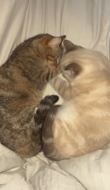 Chat perdu à Quéven 56530 : Yuki, Chat de gouttière