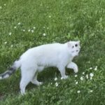 Chat perdu à Lafitole 65700 : Néma, Chat de gouttière