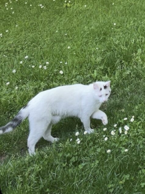 Chat perdu à Lafitole 65700 : Néma, Chat de gouttière