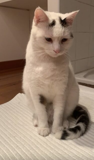 Chat perdu à Lafitole 65700 : Néma, Chat de gouttière