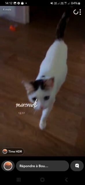 Chat perdu à Plaisance-du-Touch 31830 : Sucette, Européen