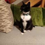 Chat perdu à Favières 80120 : vendredi , Européen