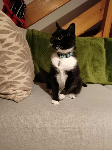 Chat perdu à Favières 80120 : vendredi , Européen