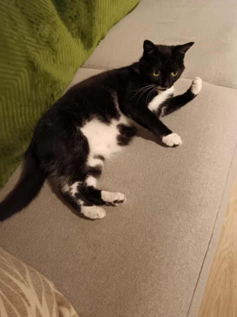 Chat perdu à Favières 80120 : vendredi , Européen