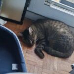 Chat perdu à Montigny-lès-Cormeilles 95370 : Silva, Européen