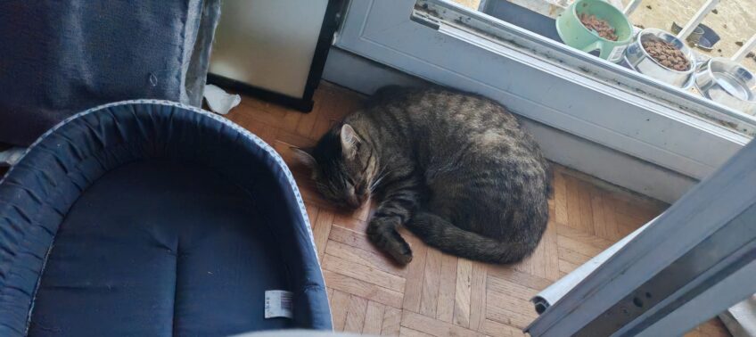 Chat perdu à Montigny-lès-Cormeilles 95370 : Silva, Européen