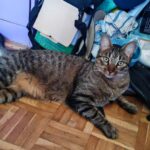 Chat perdu à Montigny-lès-Cormeilles 95370 : Silva, Européen