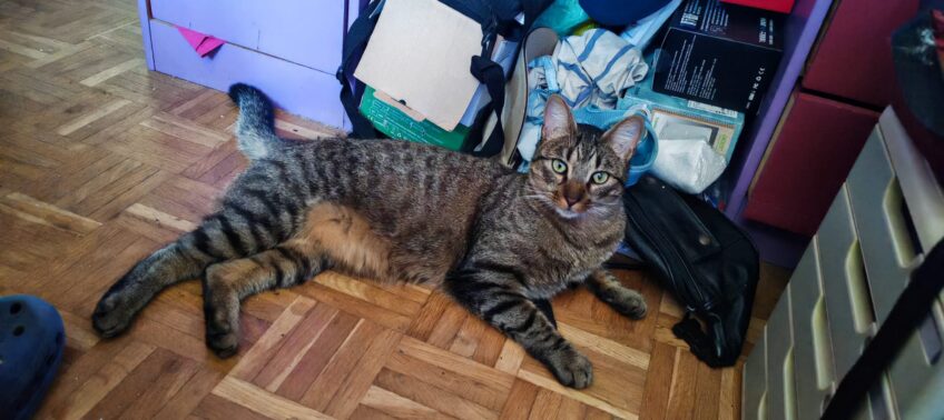 Chat perdu à Montigny-lès-Cormeilles 95370 : Silva, Européen