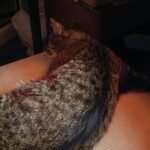 Chat perdu à Montigny-lès-Cormeilles 95370 : Silva, Européen