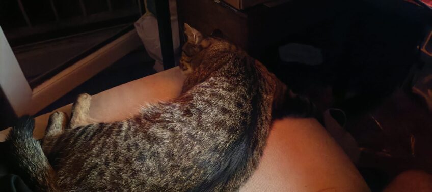 Chat perdu à Montigny-lès-Cormeilles 95370 : Silva, Européen