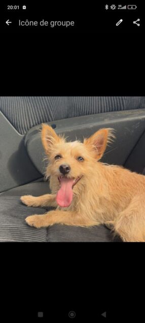 Chien perdu à Mauves-sur-Loire 44470 : Vanille, Autre