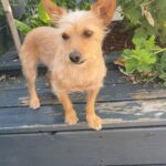 Chien perdu à Mauves-sur-Loire 44470 : Vanille, Autre