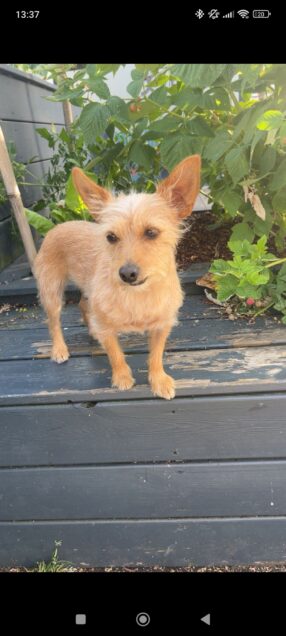 Chien perdu à Mauves-sur-Loire 44470 : Vanille, Autre