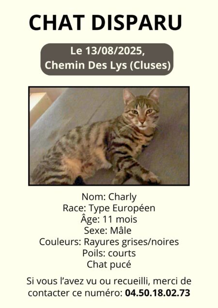Chat perdu à Cluses 74300 : Charly, Européen