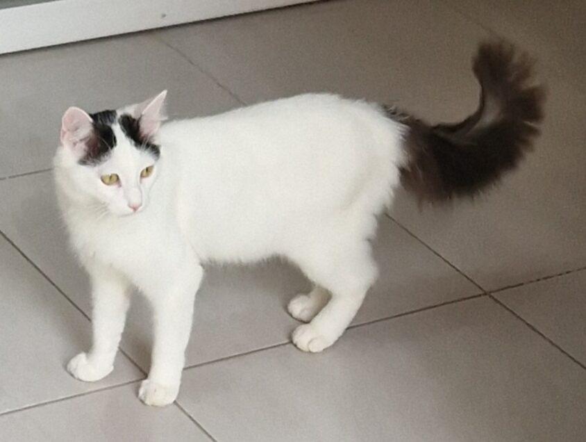 Chat perdu à Amiens 80000 : Crapule, Autre