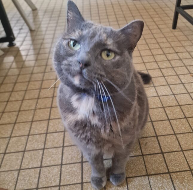 Chat perdu à La Riche 37520 : Nella, Européen