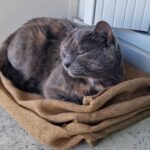 Chat perdu à La Riche 37520 : Nella, Européen