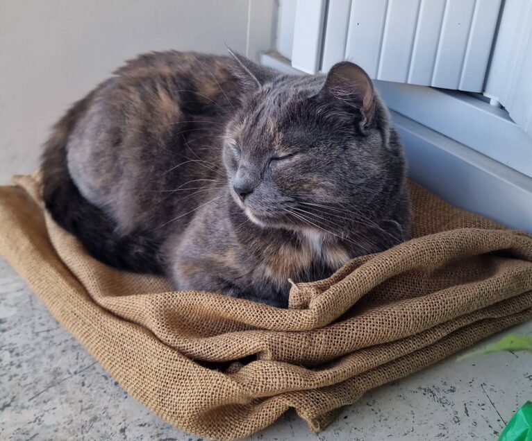 Chat perdu à La Riche 37520 : Nella, Européen