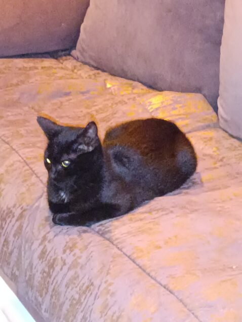 Chat perdu à Mont-près-Chambord  : Nala, Autre