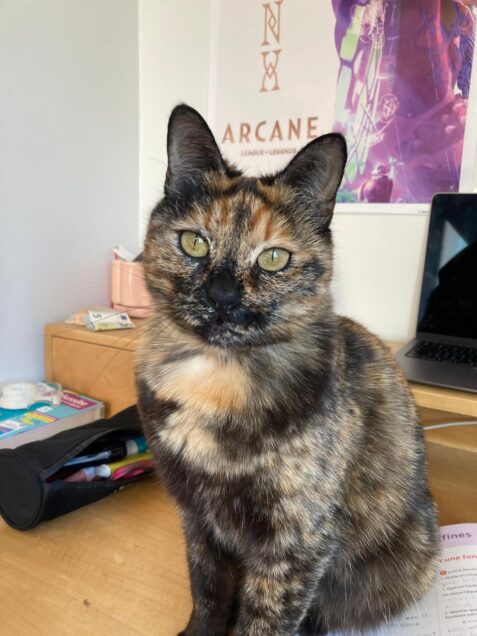 Chat perdu à Croissy-sur-Seine 78290 : Poupette, Chat de gouttière