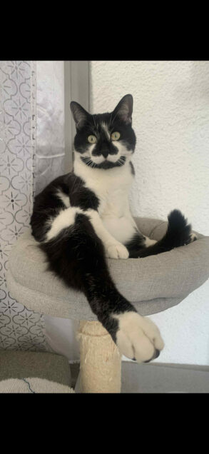 Chat perdu à Arpaillargues-et-Aureillac 30700 : Néo, Autre