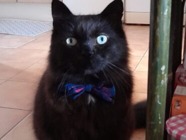 Chat perdu à Labruguière 81290 : Nawel , Européen