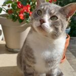 Chat perdu à Soissons 02200 : Saphir Minouch, Européen