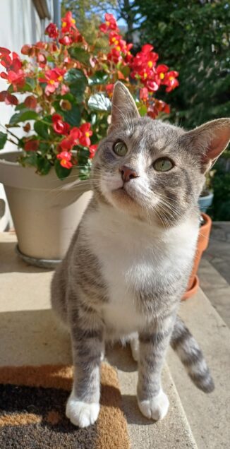 Chat perdu à Soissons 02200 : Saphir Minouch, Européen