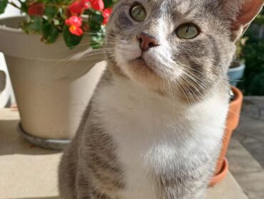 Chat perdu à Soissons 02200 : Saphir Minouch, Européen