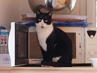 Chat perdu à Carpentras 84200 : felix, Européen