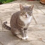 Chat perdu à Soissons 02200 : Saphir Minouch, Européen