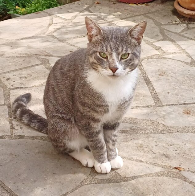 Chat perdu à Soissons 02200 : Saphir Minouch, Européen