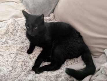 Chat perdu à Nantes 44300 : Willow, Européen