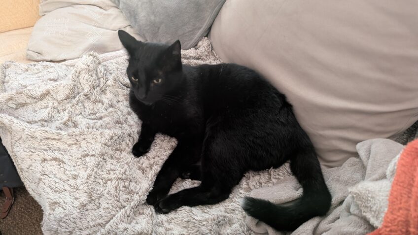 Chat perdu à Nantes 44300 : Willow, Européen