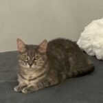 Chat perdu à Chassieu 69680 : Chipi, Européen