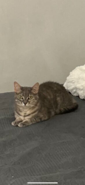 Chat perdu à Chassieu 69680 : Chipi, Européen