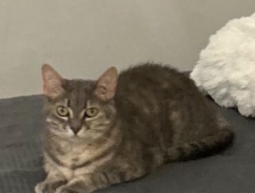 Chat perdu à Chassieu 69680 : Chipi, Européen