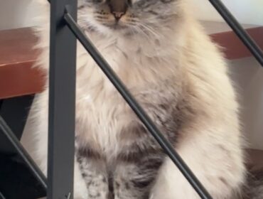 Chat perdu à Hiis 65200 : Teddy, Siamois