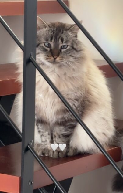 Chat perdu à Hiis 65200 : Teddy, Siamois