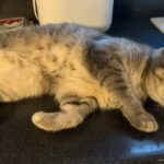 Chat perdu à Chassieu 69680 : Chipi, Européen