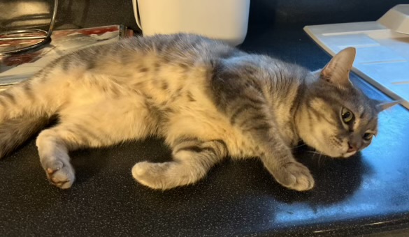 Chat perdu à Chassieu 69680 : Chipi, Européen