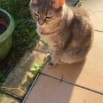 Chat perdu à Chassieu 69680 : Chipi, Européen