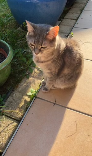 Chat perdu à Chassieu 69680 : Chipi, Européen