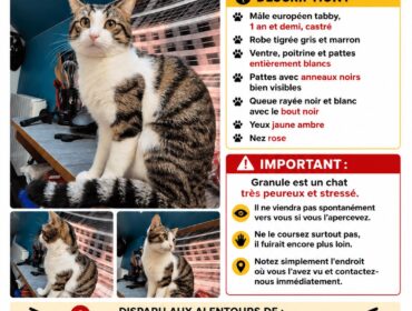 Chat perdu à Audincourt 25400 : Granule, Européen