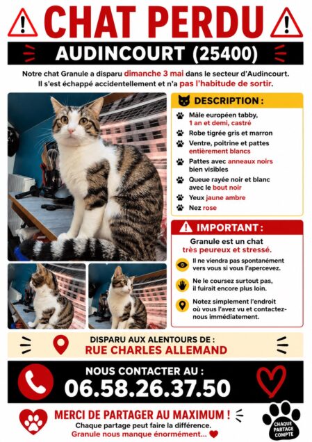 Chat perdu à Audincourt 25400 : Granule, Européen
