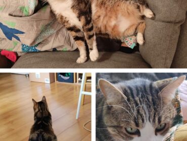 Chat perdu à Looze 89300 : Rory, Européen