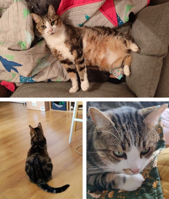 Chat perdu à Looze 89300 : Rory, Européen